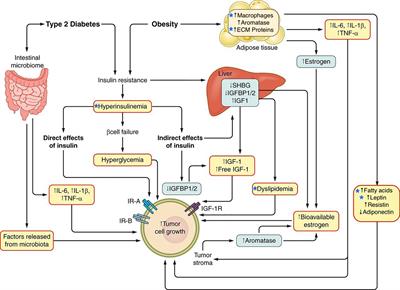 Obesity, Type 2 Diabetes, and Cancer Risk